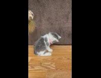 Gray and white kitten plays with toy