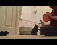 Woman does trick with tiny kitten 