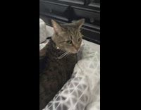 Collab BitchMP - Woman scares cat where are arms 