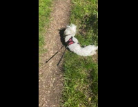 Dog on leash rolls around the grass