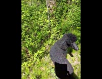 Black poodle enjoys to search the plants