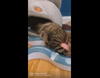 Cat naps half in bed half laying on toy