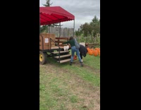 Small white dog stairs hay drop pumpkin