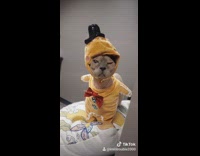 Sphynx cat wears brown gingerbread costume 