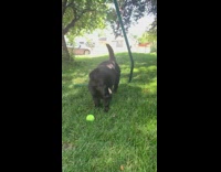 Black dog with tennis ball distracted by butterflies 