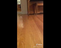 Turtle on mini skateboard goes across video 