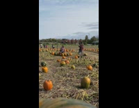 Woman violet sweater sit pumpkin farm pictorial Part 1
