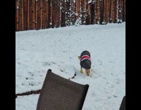 Dog walks funny in yard with snow