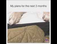 white dog laying on bed  tucked in 