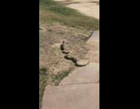 Large snake and squirrel get into fight 