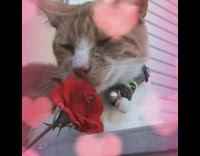 Brown white cat black collar red flower