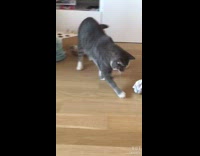Grey white cat plays crumpled paper ball 