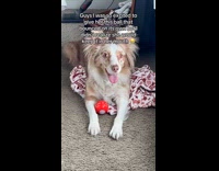 Dog bites the red ball that vibrates