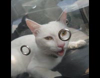 Collab DailyDoseOfInternet - Drowsy cat after vet stick tongue out