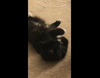 Black Cat Licks Paws On Brown Carpet