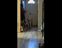 Puppy keep husky dog near the door