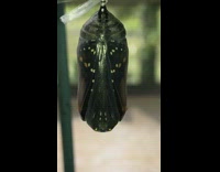 Black yellow monarch butterfly hatches from cocoon 