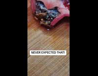 Collab Clips MPUGC - Bugs inside of cut pomegranate