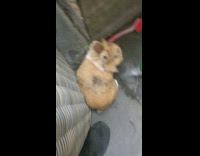 Rabbit walk backwards through narrow space couch