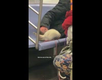 Two ferrets on leashes ride train 