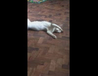 Cat raise hands while sleeping on floor