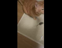Orange cat with mouse in mouth lets it go