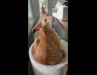 Collab BitchMP - Orange cat leg up licking itself