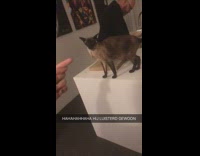 Collab Clips mpugc - Cat thrusts head at other cat after owner tells it to