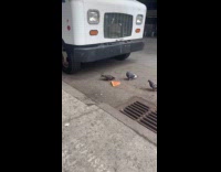 Pigeons eat leftover pizza at the street