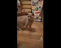 Collab BitchMP - Grey cat gags at sound of black hair comb 