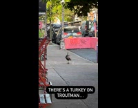 Collab winy - Turkey bird walk on Troutman street New York City