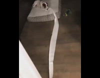 Brown white dog unravels toilet paper bedroom