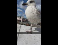 Bird stands in one leg and then the other leg appears