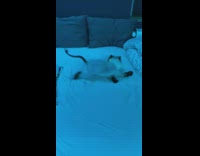 Kitten cat chases laser pointer around bed