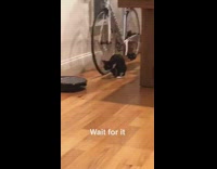 black cat gets scared and falls back when vacuum turns on 