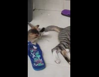 Kitten plays with tail grey brown cat 