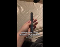 Dog jealous of random stuff hooman gives attention to