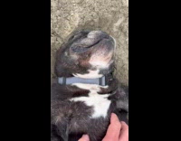 Dog lays upside down for belly rub