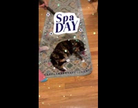 Woman use broom and vacuum at cat