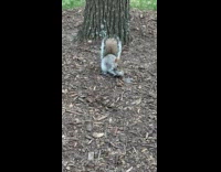 Squirrel carries baby on top of tree