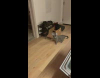 Collab Clips MPUGC2 - Grey cat looks concerned over howling guy