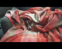 Brown white dog in red plaid blanket