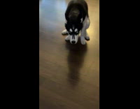 Collab BitchMP - Dog pooing inside the house