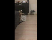 Person holds siamese cat makes it dance 