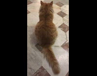 Orange cat sits on floor and wags tail 