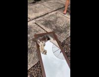 Grey white cat stands on mirror outside