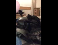 Black dog has pink balloon attached to his paw 