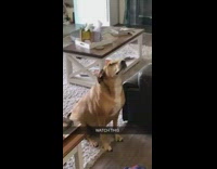 Brown dog catch stick bounce on sofa