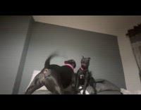 Two dogs play fight on the bed