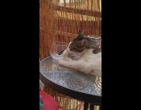 Collab DailyDoseOfInternet - Cat on table lick paw funny sound